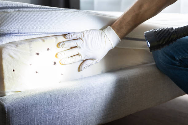 Best Mosquito Control Services  in Pineville, KY