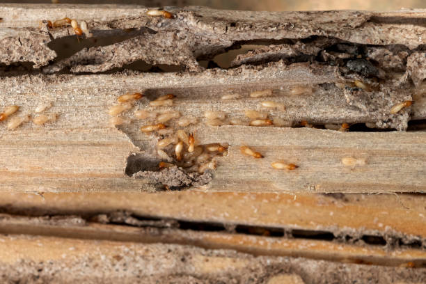 Best Pest Removal Services  in Pineville, KY